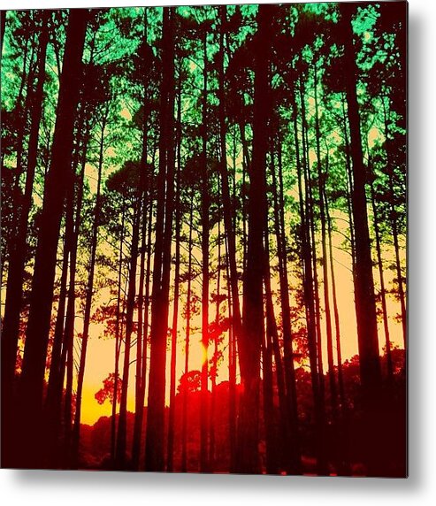 Beautiful Metal Print featuring the photograph Trees #1 by Katie Williams