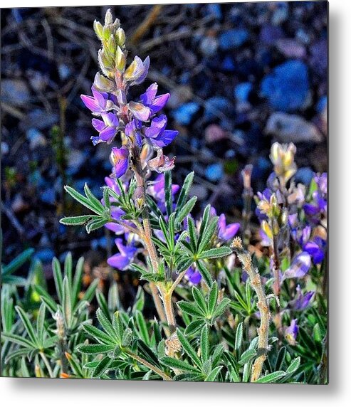 All_photos Metal Print featuring the photograph #wildflowers #alpine #all_photos #1 by Chris Bechard