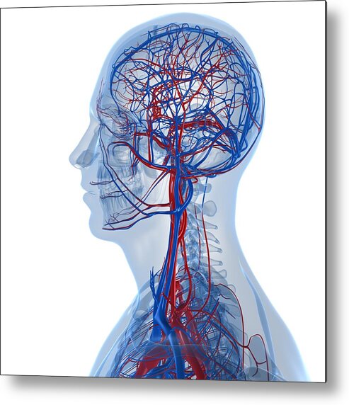 Square Metal Print featuring the digital art Vascular System, Artwork #16 by Sciepro