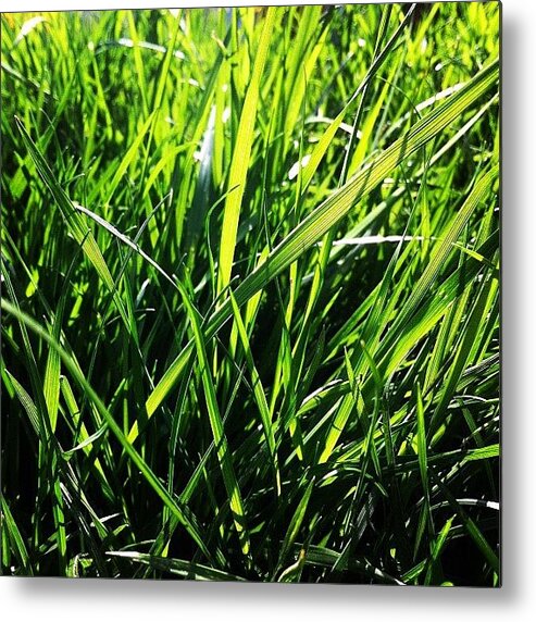  Metal Print featuring the photograph And The Green Grass Grows All Around #2 by T C