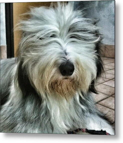  Metal Print featuring the photograph Bearded Collie #2 by Pier Paolo Cristaldi