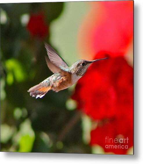 Hummingbird Metal Print featuring the photograph Hummingbird 3 by Pamela Walrath