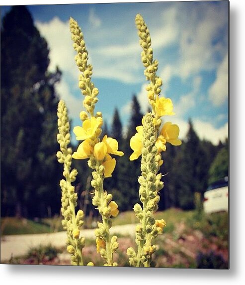 Beautiful Metal Print featuring the photograph Yellow Flowers #2 by Luisa Azzolini
