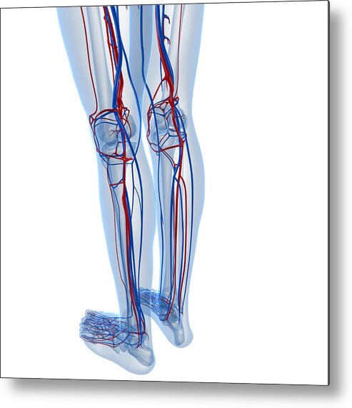 Square Metal Print featuring the digital art Vascular System, Artwork #3 by Sciepro