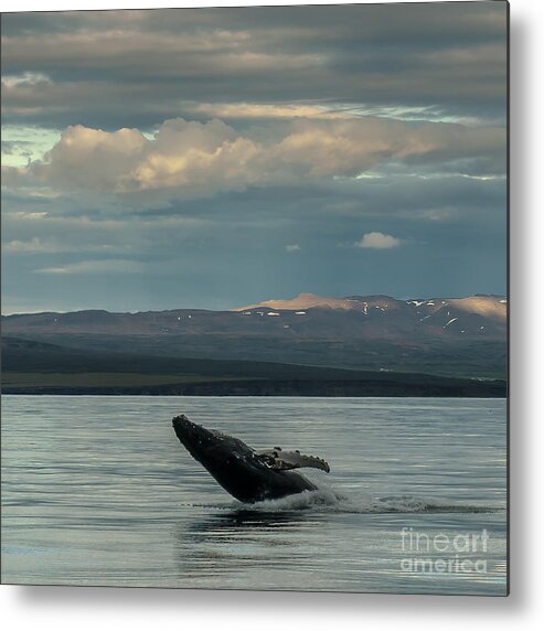 Humpback Whale Metal Print featuring the photograph Humpback Whale #7 by Jorgen Norgaard