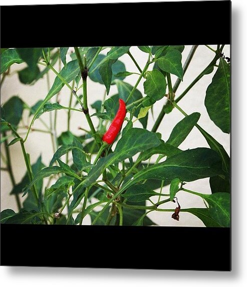 Bahrani Metal Print featuring the photograph A Chili Fruit Ripe And Waiting To Be by Ahmed Oujan
