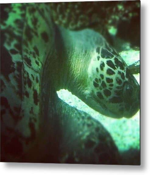 Turtle Metal Print featuring the photograph A #green #sea #turtle (chelonia Mydas) by Victor Wong