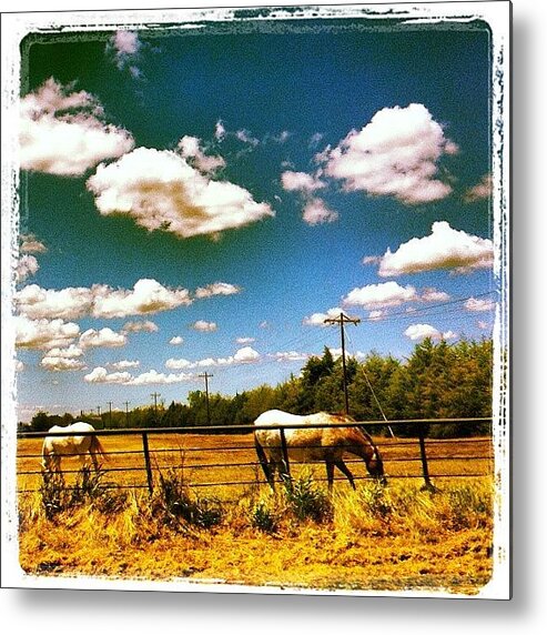  Metal Print featuring the photograph A Horse Named Cloud by Dana Coplin