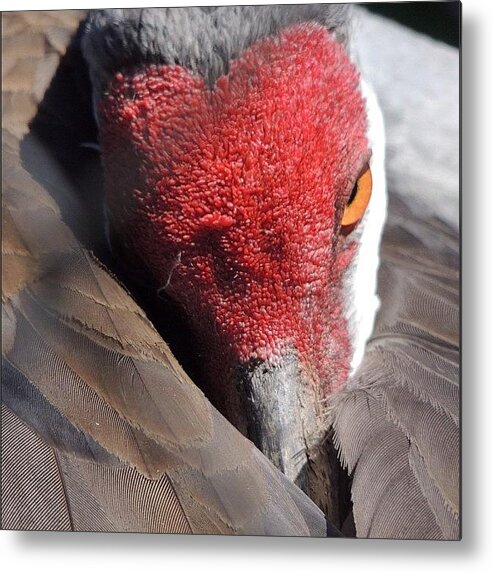  Sandhill Crane Metal Print featuring the photograph A Shy Sandhill Crane by Travel Designed