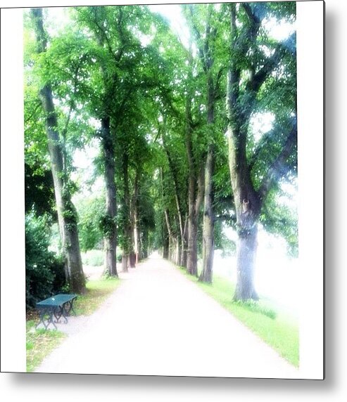 Beautiful Metal Print featuring the photograph A Walk In The Park #tree #trees #leaves by Anita Callister Jones