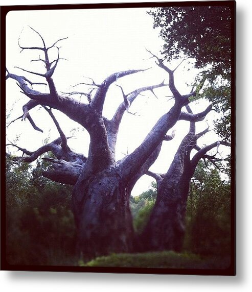 Disney Metal Print featuring the photograph African Baobob Tree.. #disney by Lianne Farbes