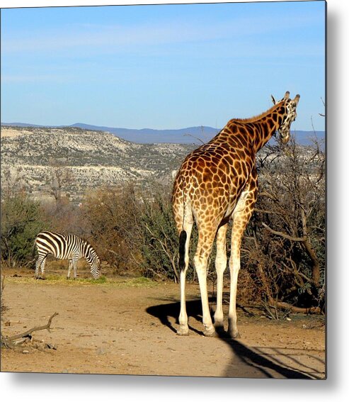 Giraffe Metal Print featuring the photograph African Safari in Arizona by Kim Galluzzo Wozniak