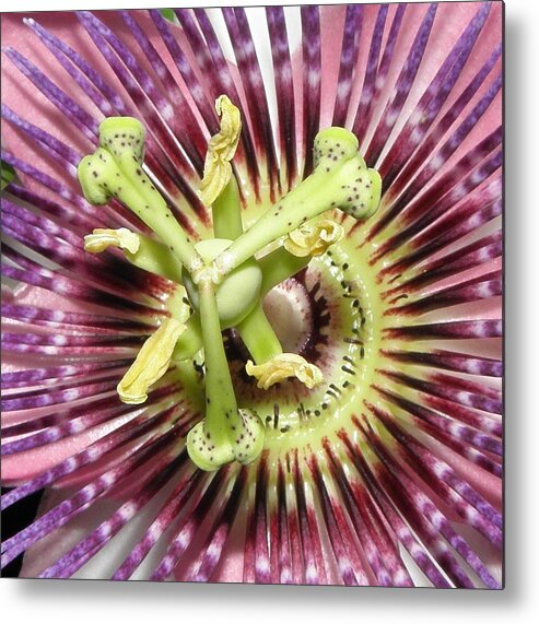 Passion Flower Metal Print featuring the photograph Alienated by Kim Galluzzo
