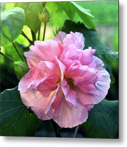 Althea Metal Print featuring the photograph Althea Rose of Sharon by Kevin Smith