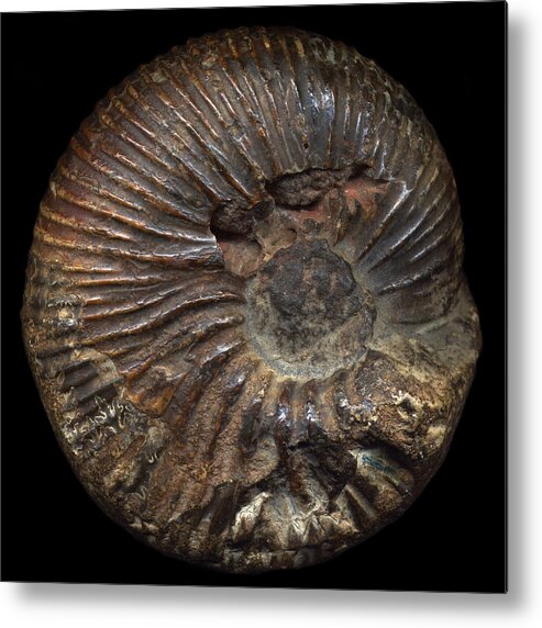 Fossil Metal Print featuring the photograph Ammonite Front by David Kleinsasser