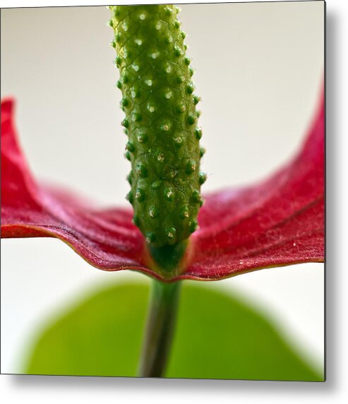Abstract Metal Print featuring the photograph Anthurium by Stelios Kleanthous