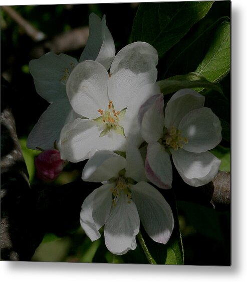 Apple Metal Print featuring the photograph Apple Blossoms by Karen Harrison Brown