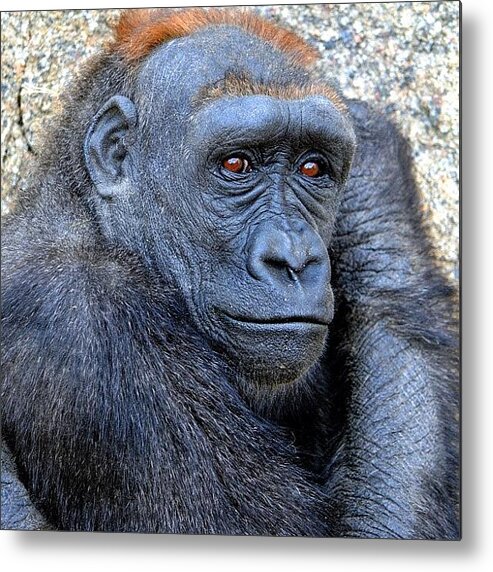  Metal Print featuring the photograph Aw He Looked So Sad :-( by Natasha Taylor