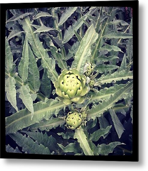  Metal Print featuring the photograph back when my Artichoke was first born... by Gracie Noodlestein