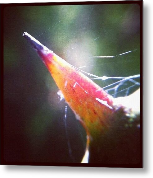 Rcspics Metal Print featuring the photograph Backlit Thorn by Dave Edens