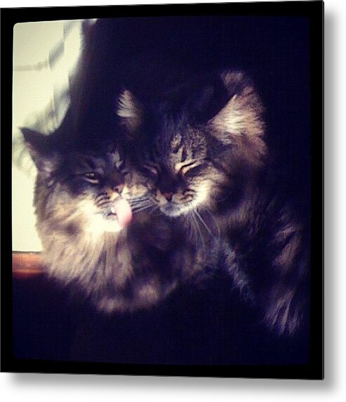 Katje Metal Print featuring the photograph Bath Time! #cats #instacats #brothers by Tim Paul