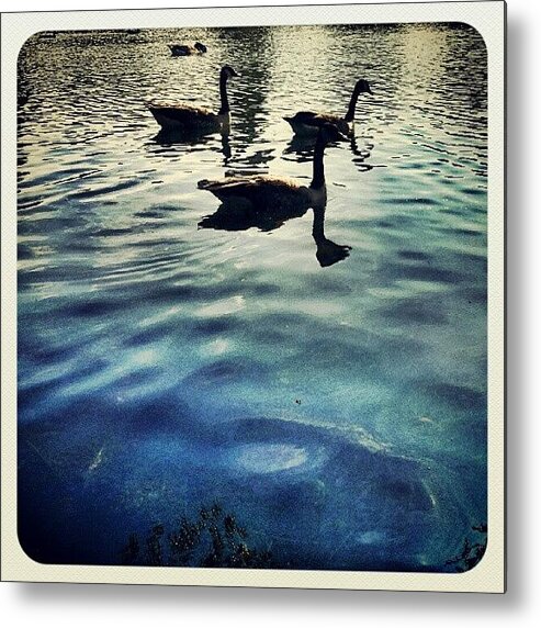 Love Metal Print featuring the photograph Be L¡ke A Duck, Calm On The Surface by K H  U  R  A  M