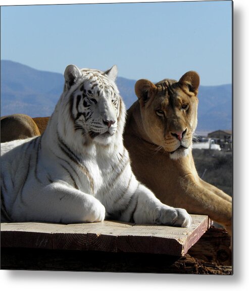 Tiger Metal Print featuring the photograph Beautiful Girls by Kim Galluzzo
