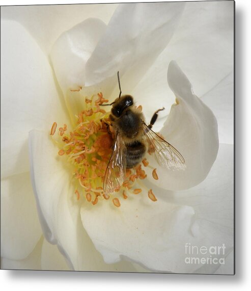Bee Metal Print featuring the photograph Bee in a White Rose by Lainie Wrightson