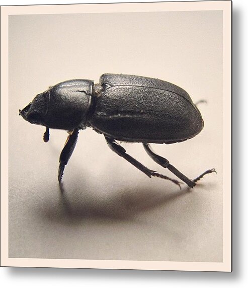 Black And White Metal Print featuring the photograph Beetle by Tom Crask