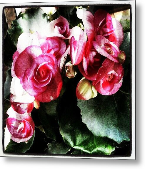 Flowers Metal Print featuring the photograph Begonia by Natasha Futcher