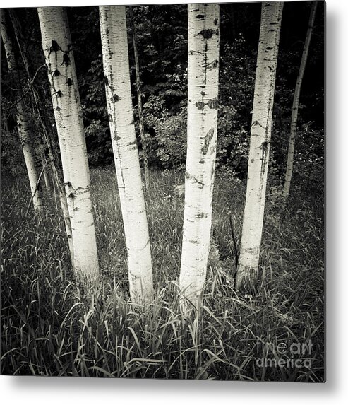 Landscape Metal Print featuring the photograph Birch Trees by RicharD Murphy