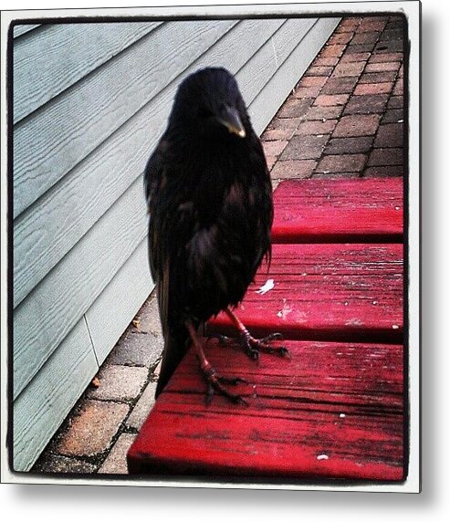 Bird Metal Print featuring the photograph Black Bird by Marian Farkas