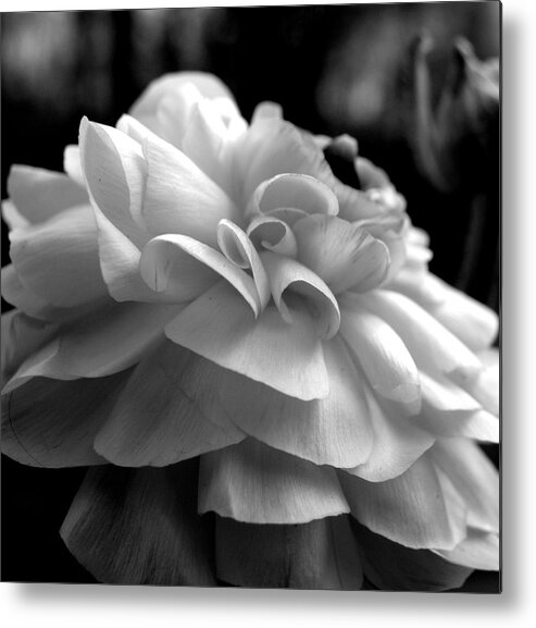 Ranunculus Metal Print featuring the photograph Black N White Beauty by Kim Galluzzo Wozniak