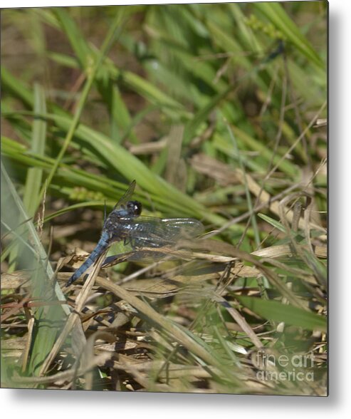 Insect Metal Print featuring the photograph Blue Corporal Dragonfly by Donna Brown