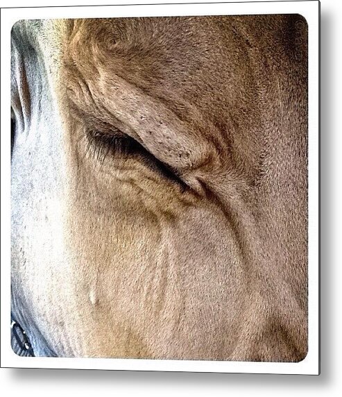 Livestock Metal Print featuring the photograph Brown Swiss Cow by Natasha Marco
