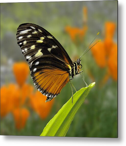Butterfly Metal Print featuring the photograph Butterfly Landing by Beverly Hanson