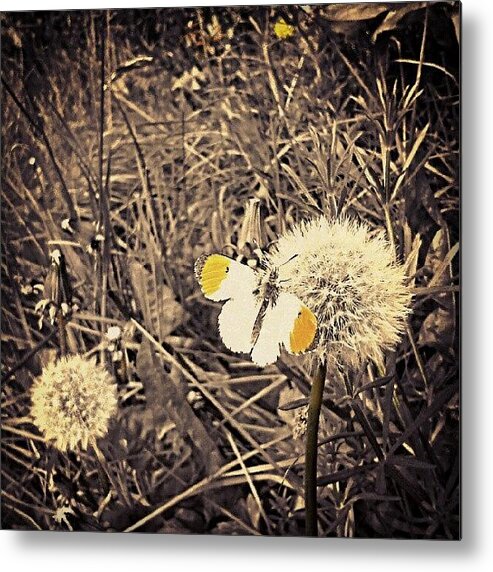 Butterfly Metal Print featuring the photograph #butterfly #orange Tip And #dandelions by Linandara Linandara