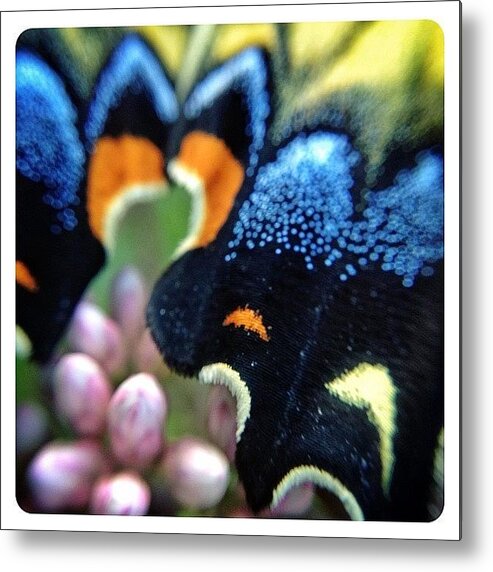 Macrogardener Metal Print featuring the photograph Butterfly Wing by Natasha Marco