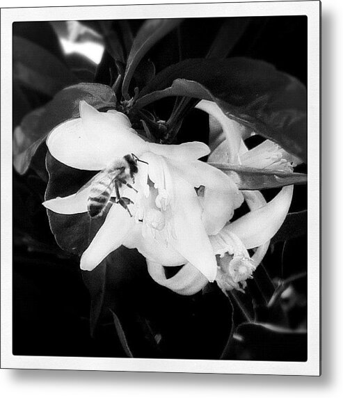 Flower Metal Print featuring the photograph Buzz by S Michelle Reese