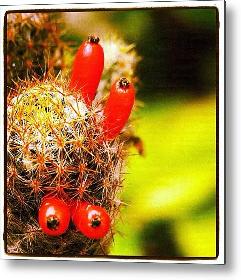 Fabflora Metal Print featuring the photograph #cactus #nature #instacanvas by Mohamed Shafy