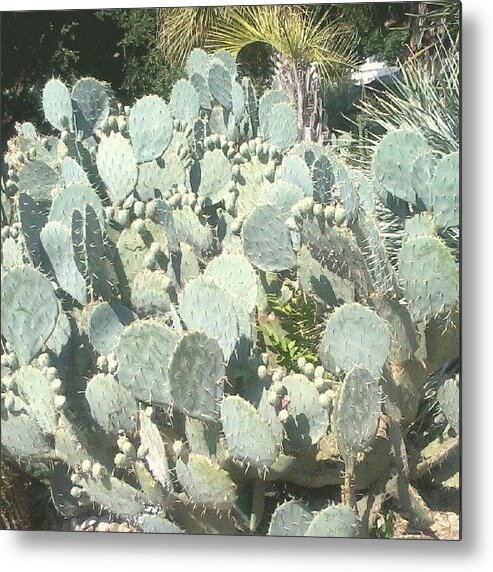 Comment Metal Print featuring the photograph #cactus Or Cacti (whatever You Wanna by Kendall Davis
