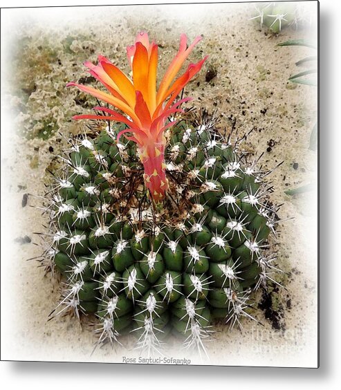 Cactus Metal Print featuring the photograph Cactus with Orange Flower Watercolor Effect by Rose Santuci-Sofranko