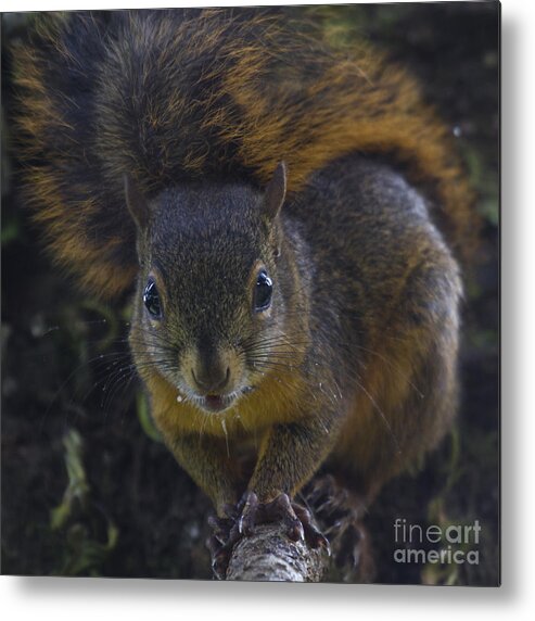 Squirrel Metal Print featuring the photograph Can I eat the Camera by Heiko Koehrer-Wagner