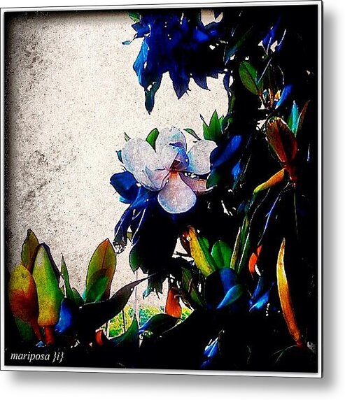 Nature Metal Print featuring the photograph Canvas Magnolia by Mari Posa