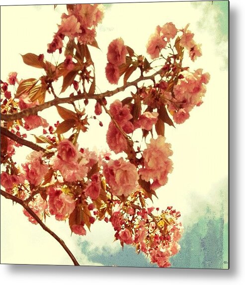 Mobilephotography Metal Print featuring the photograph Cherry Blossoms by Natasha Marco