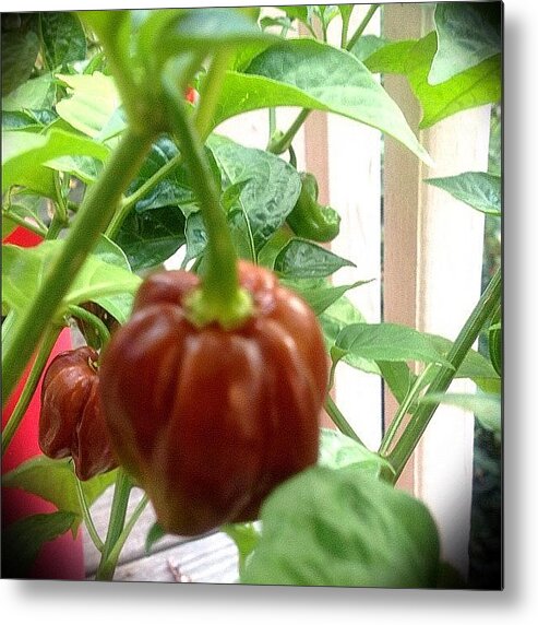  Metal Print featuring the photograph Chocolate Habanero by Mary Anne Payne
