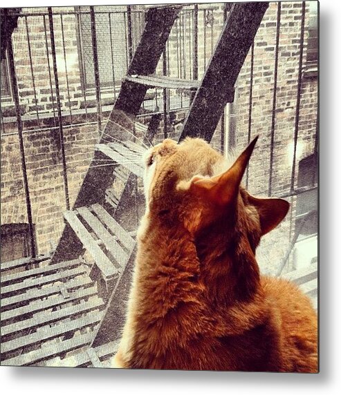 New York City Metal Print featuring the photograph City Cat and Fire Escapes by Vivienne Gucwa