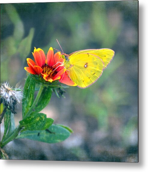 Butterfly Metal Print featuring the photograph Clouded Sulphur Butterfly Square by Sandi OReilly