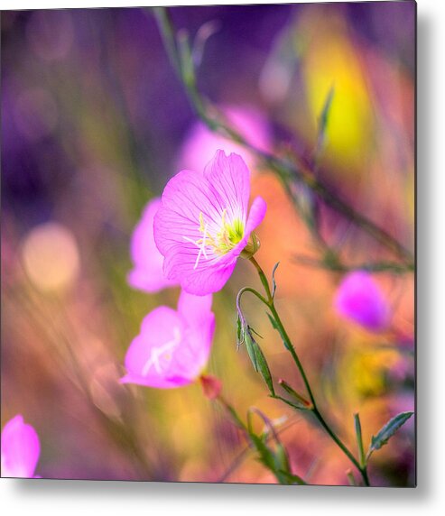 Floral Metal Print featuring the photograph Color Pop by Joel Olives
