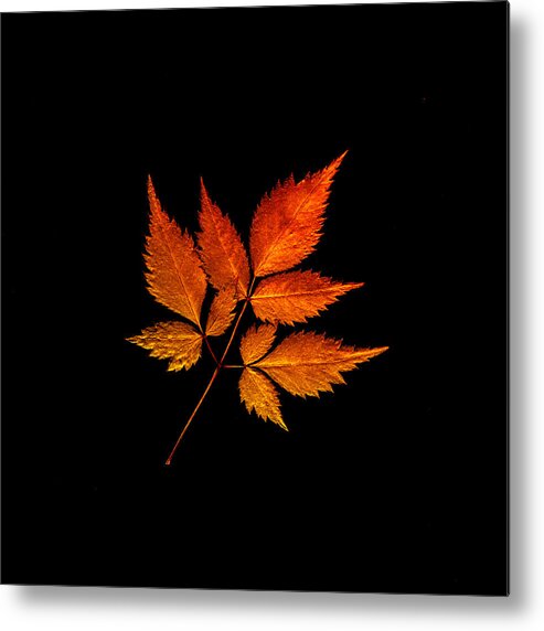 Autumn Metal Print featuring the photograph Colorful Change by Julie Palencia